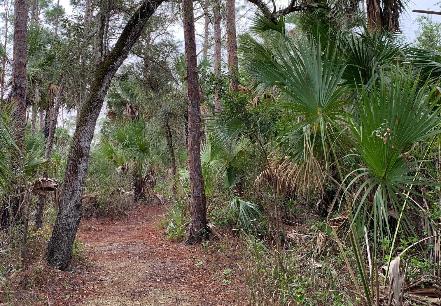 Experience the Forest Bathing Wellness Walk in Naples, Florida: A Restorative Outdoor Escape