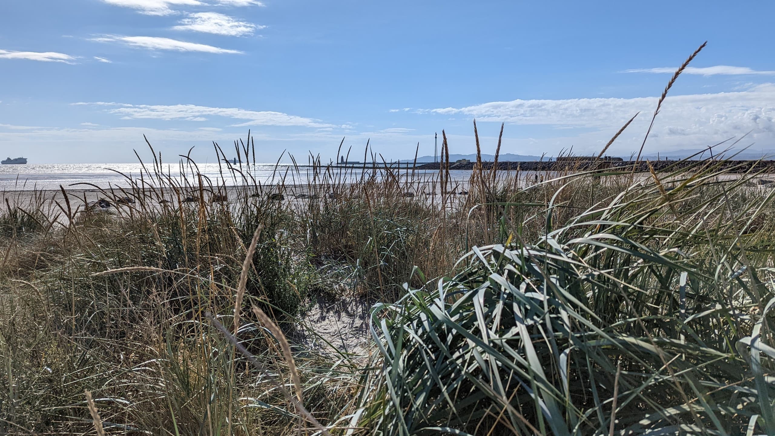Coastal dune grasses and wide beach vista on Atlantic shore
