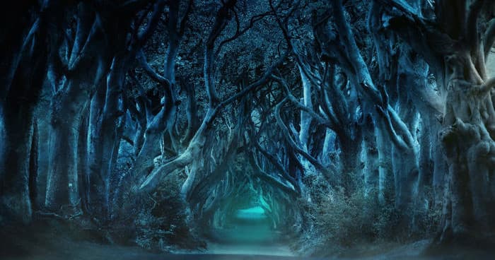 Mysterious tree tunnel in coastal forest, atmospheric woodland path