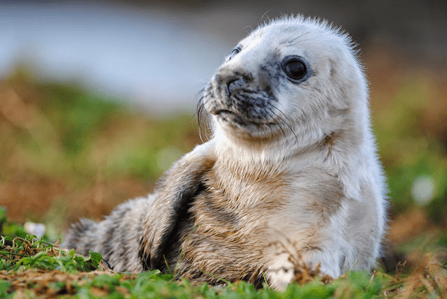 Seal pup resting on grassy shore during wildlife viewing at Farne