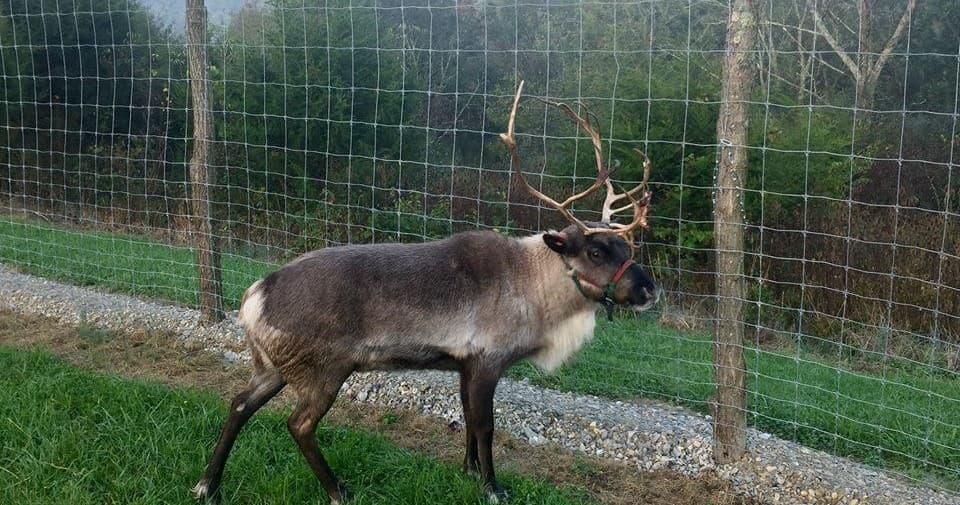 Reindeer walking along fenced grassy ridge on outdoor farm
