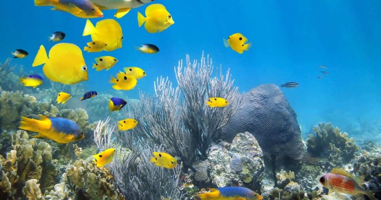 Water Activities & Making Memories Charters in Key West