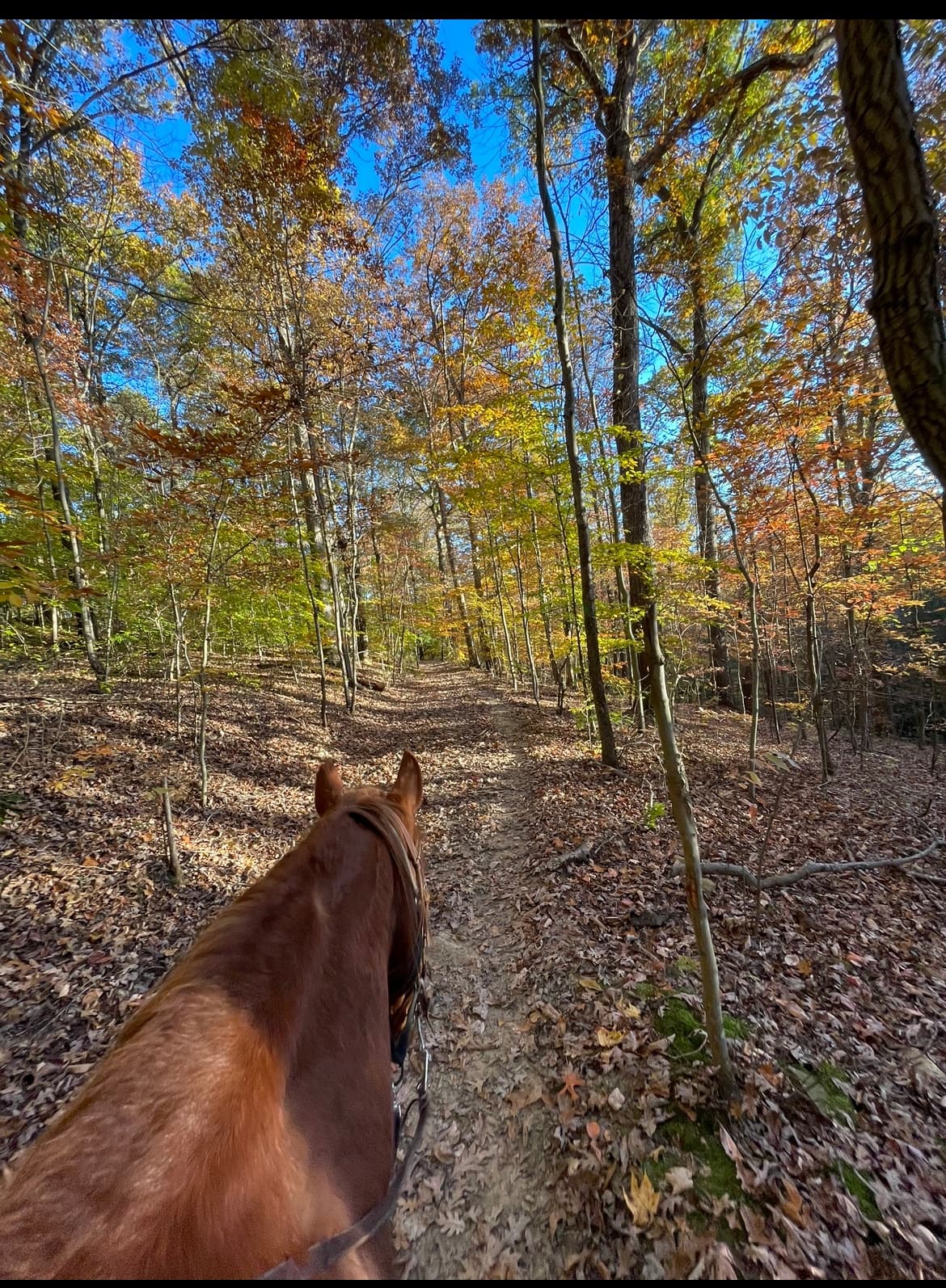 Hocking Hills Horse Rides: Six Hour Adventure Through Red Rock