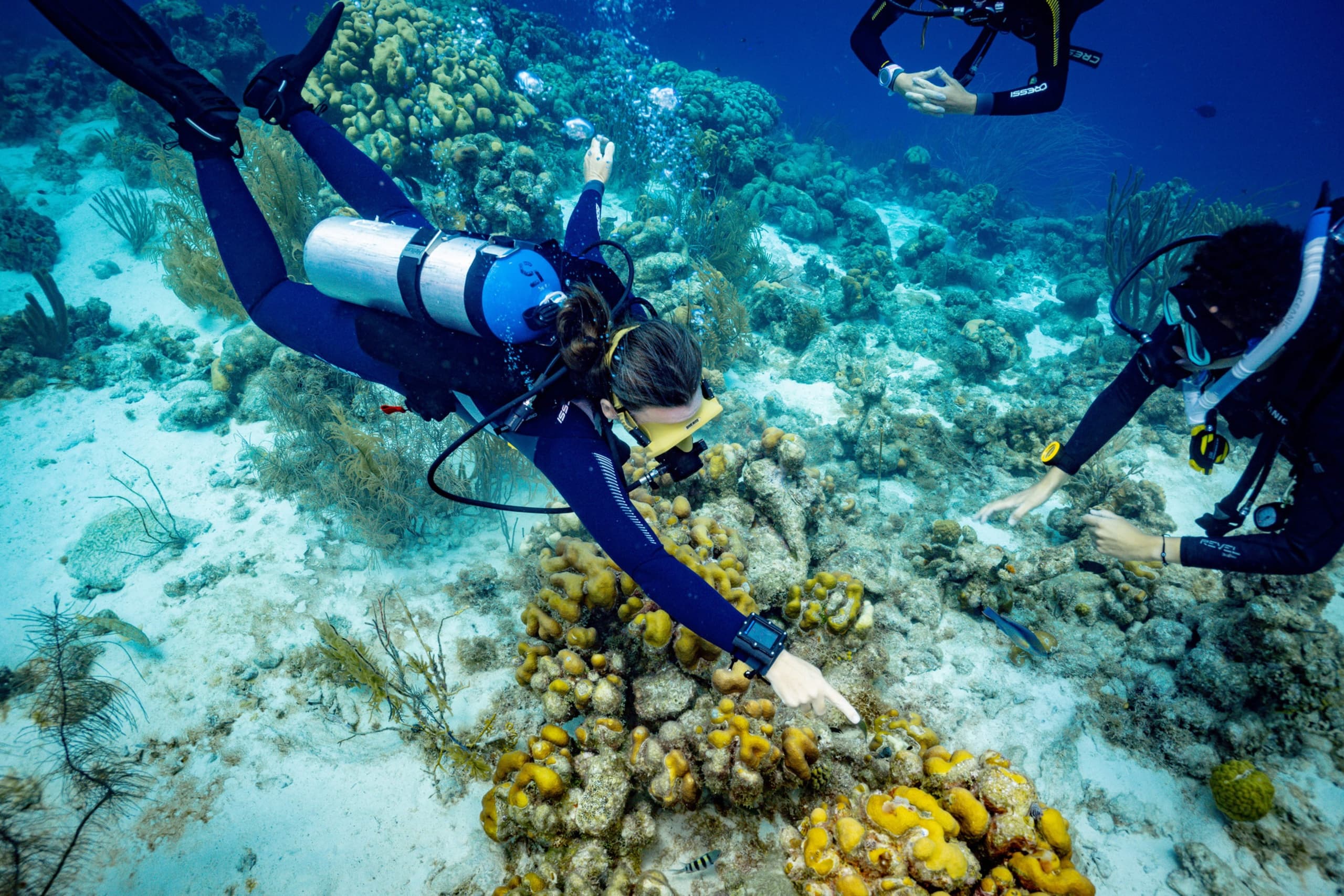 Scuba Discovery at Shoal Bay: Calm Shore-Entry Dives for Beginners