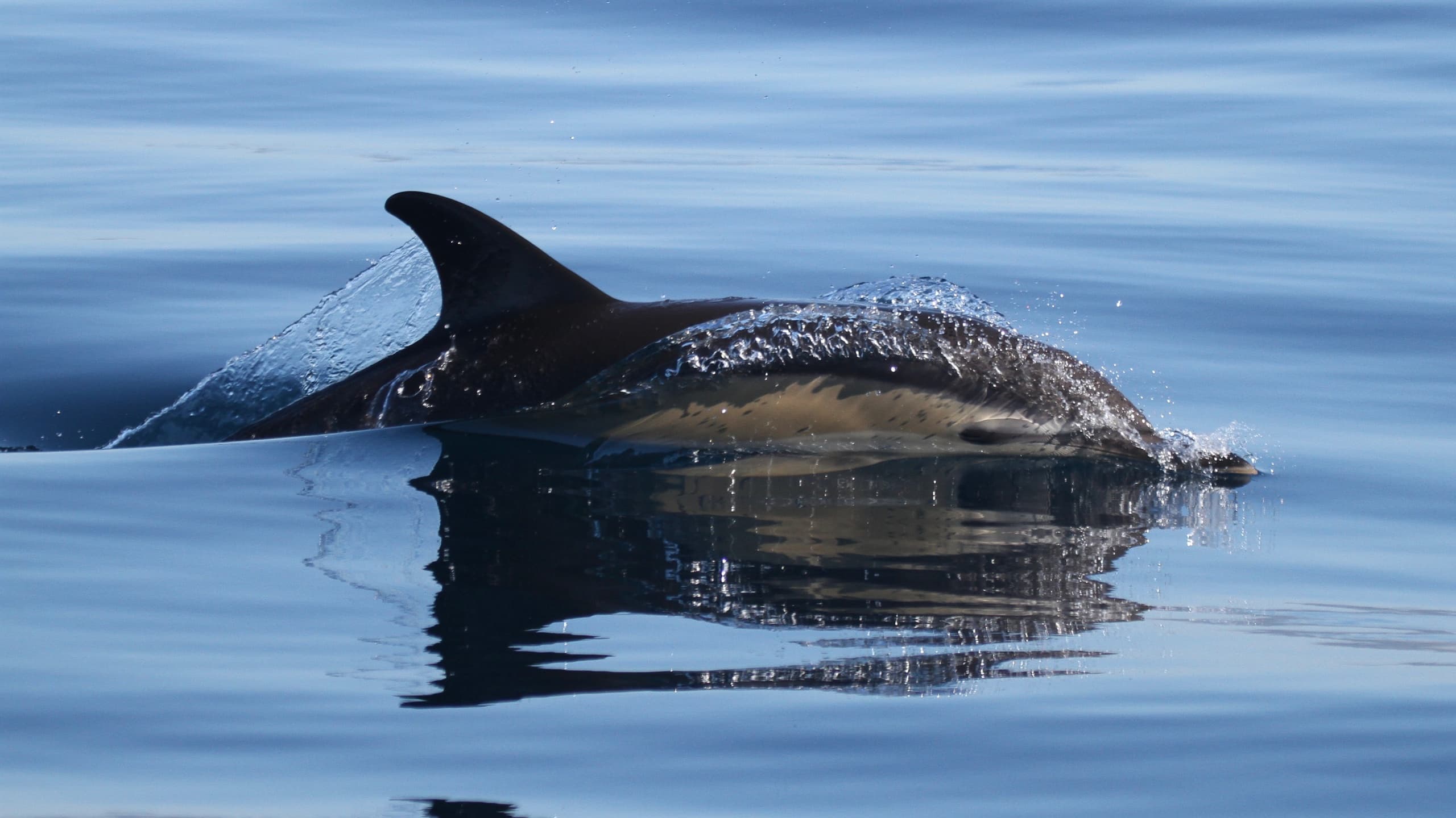 Dolphins and Sea Turtles off Faro: Formosamar Boat Trip in Ria Formosa photo 4