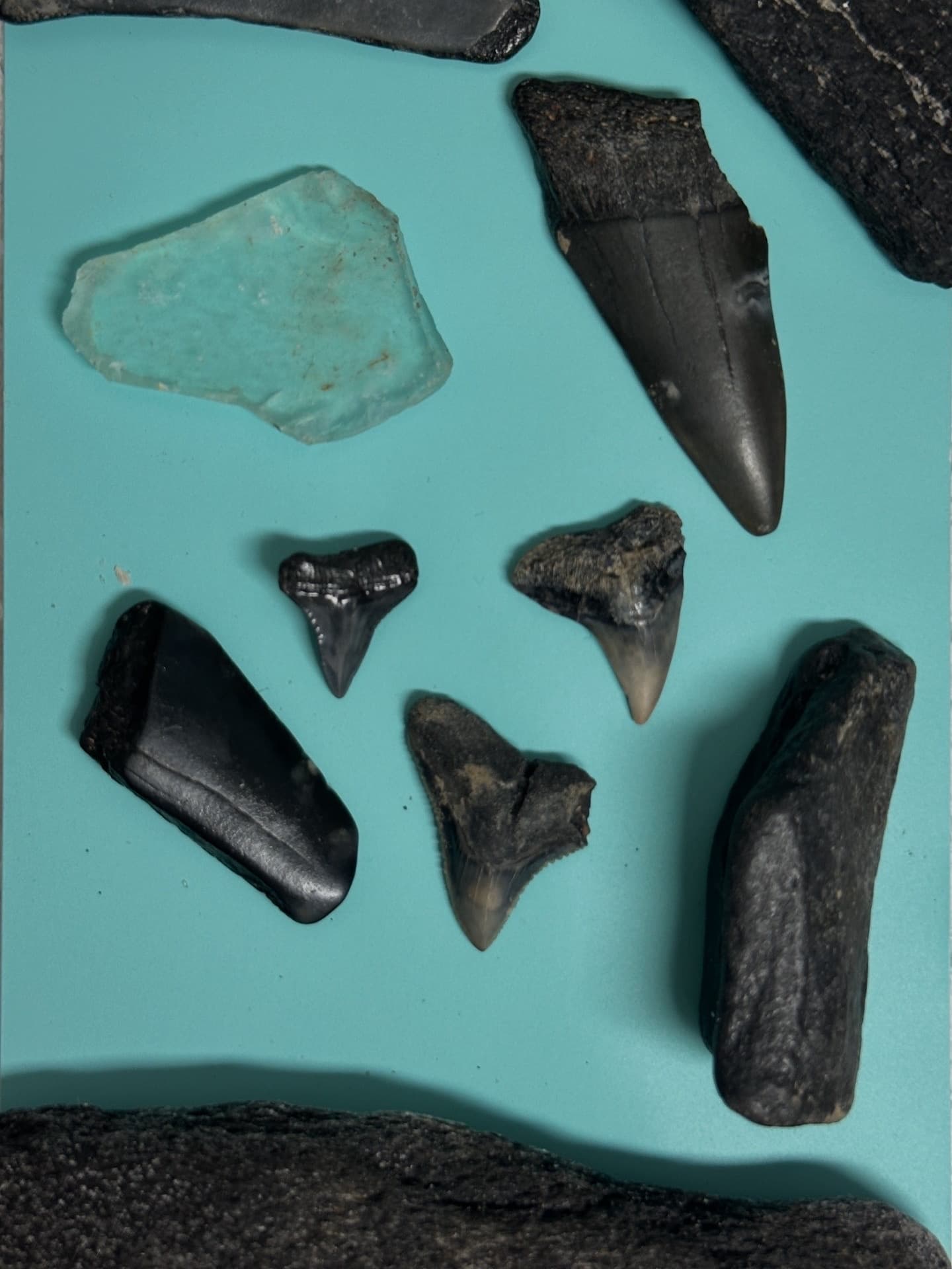Sharktooth Hunt Excursion: Tybee Island Fossil Beach Trip from Savannah photo 1