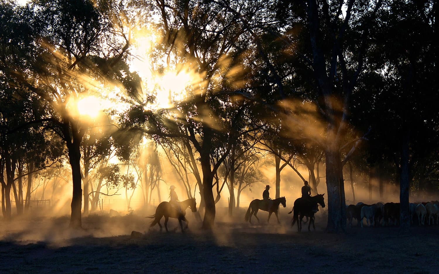 Sunset Ride Horseback Adventure in Canyon Lake, Texas