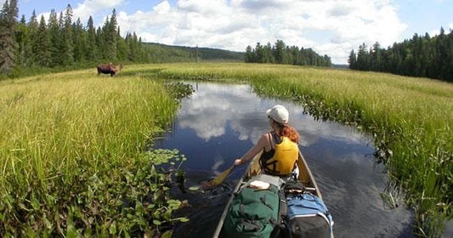 Solo canoeist paddling a marsh channel with moose view