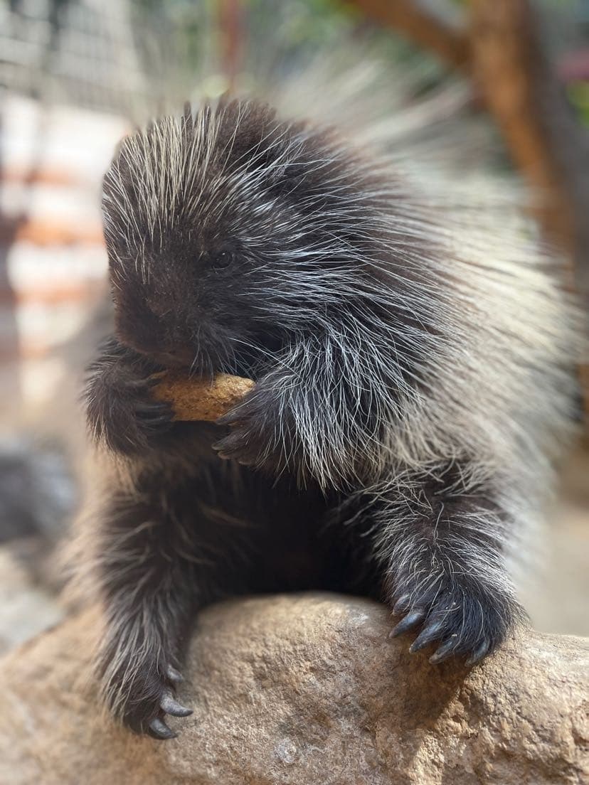 Valentine's Day Flashlight Safari: Adults-Only Nocturnal Animal Encounters in Los Angeles