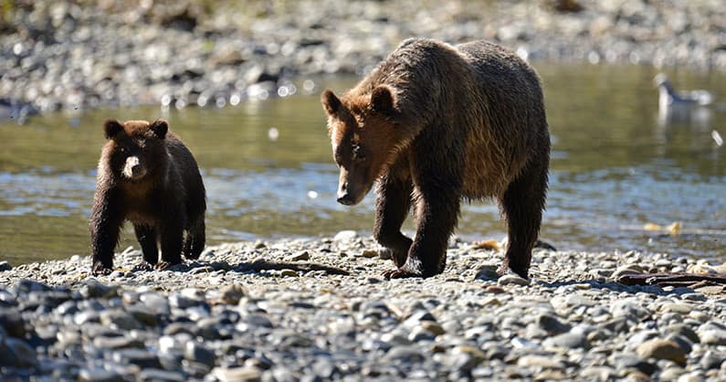 Grizzly Tour - Bute | Photography Tour in Campbell River, British Columbia