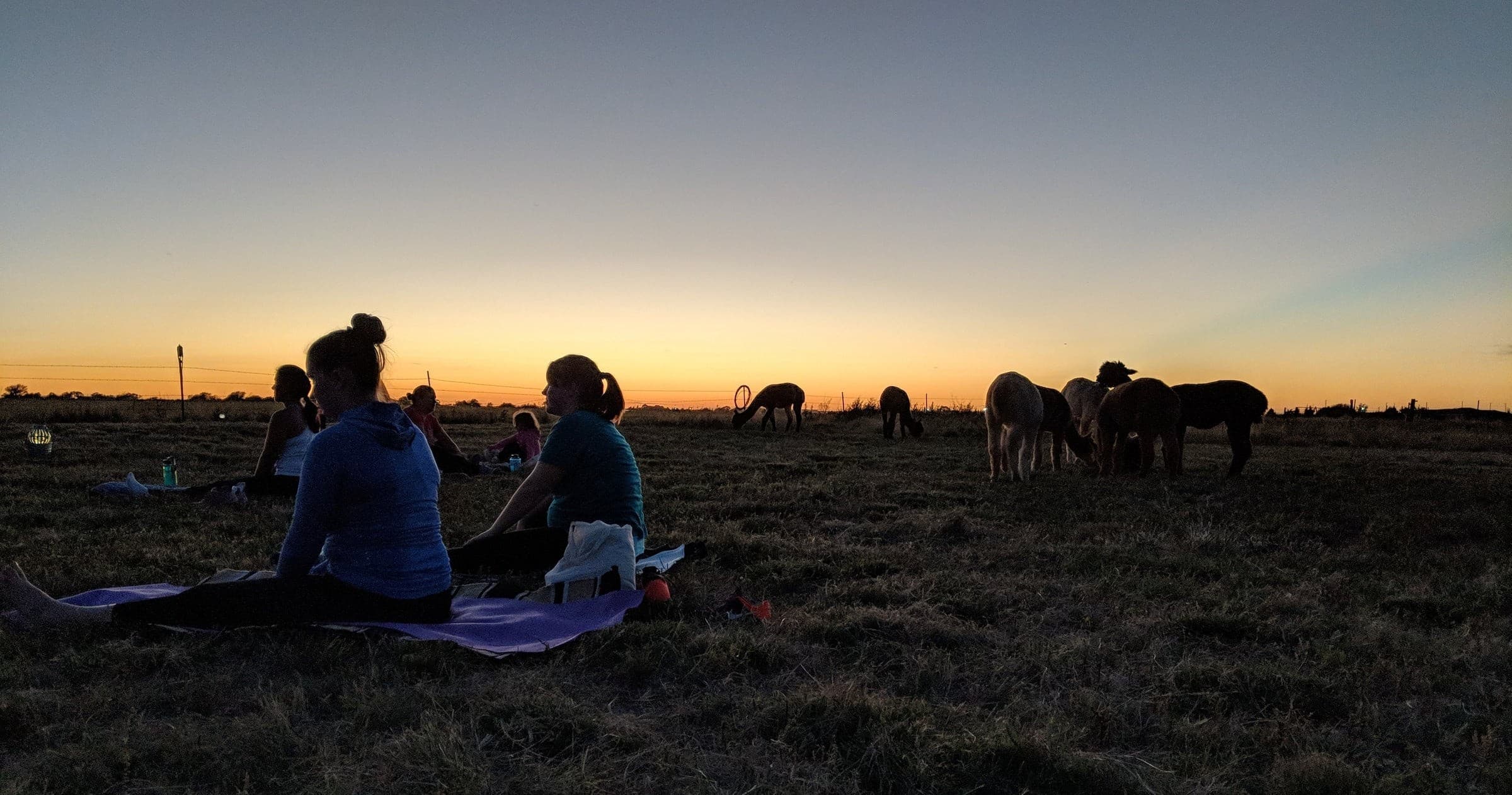 Sunset horse grazing with people sitting on blanket outdoors