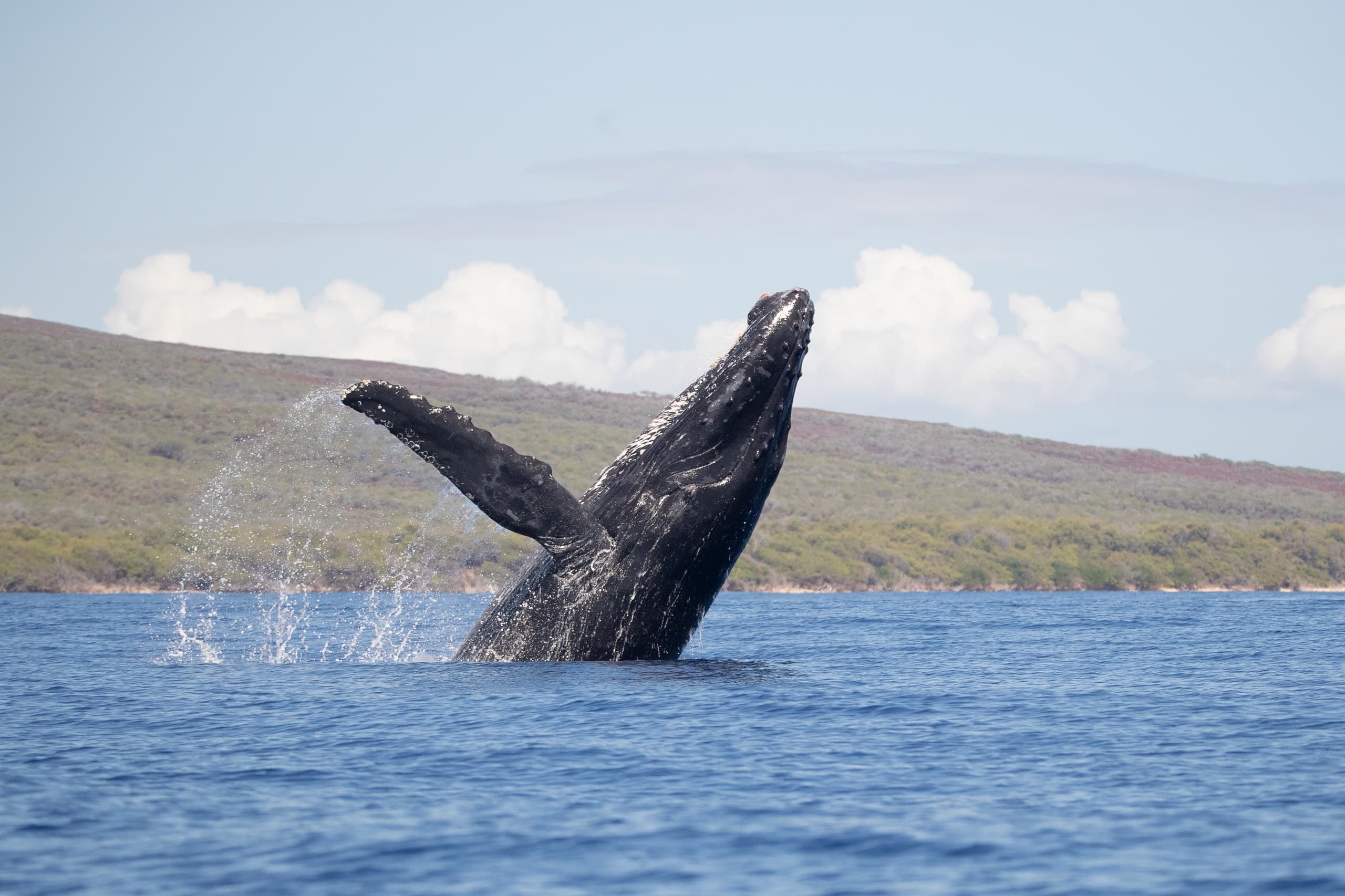 Humpback whale breaching in open ocean near coastal horizon