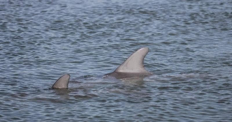 Dolphins surfacing in coastal waters during wildlife boat tour