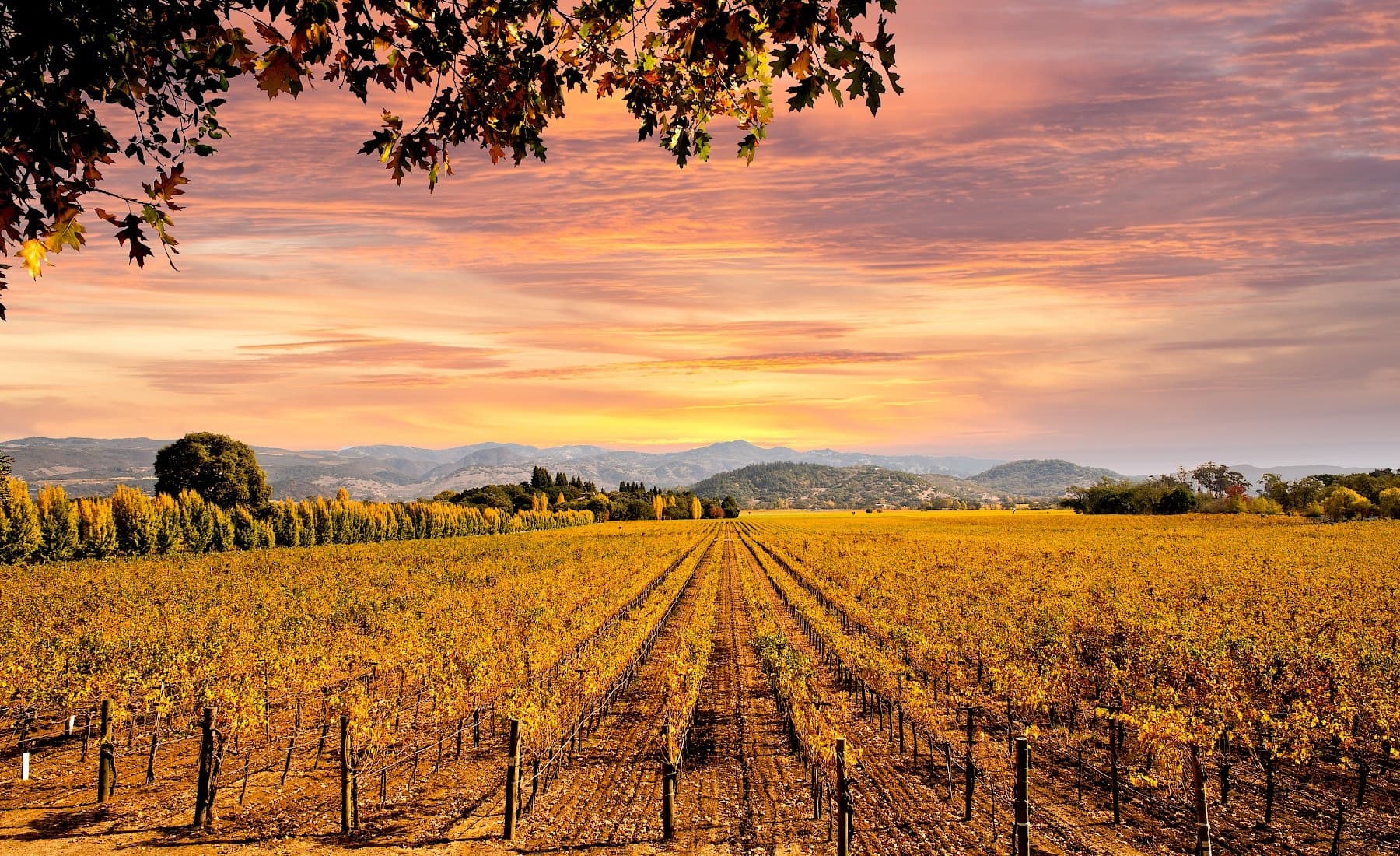 California Wine Tours with NapSac Wine Tours in Amador County
