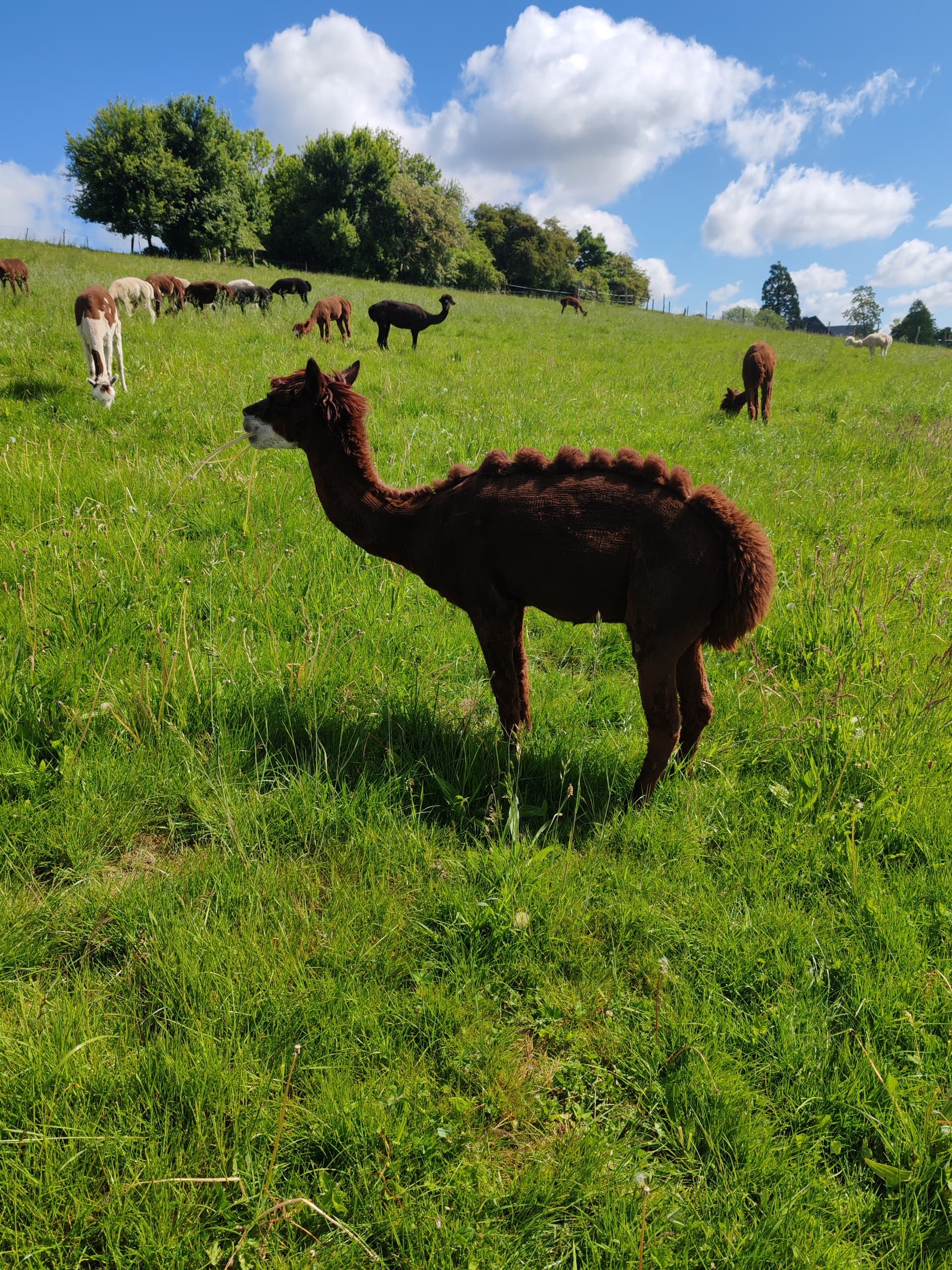 Annual Alpaca Shearing at Scheren der Alpakas in Arnsberg