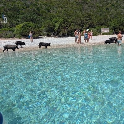 Piggy Cruise: Swim with Famous Piggies and Explore Papanicolis Sea Cave from Nydri