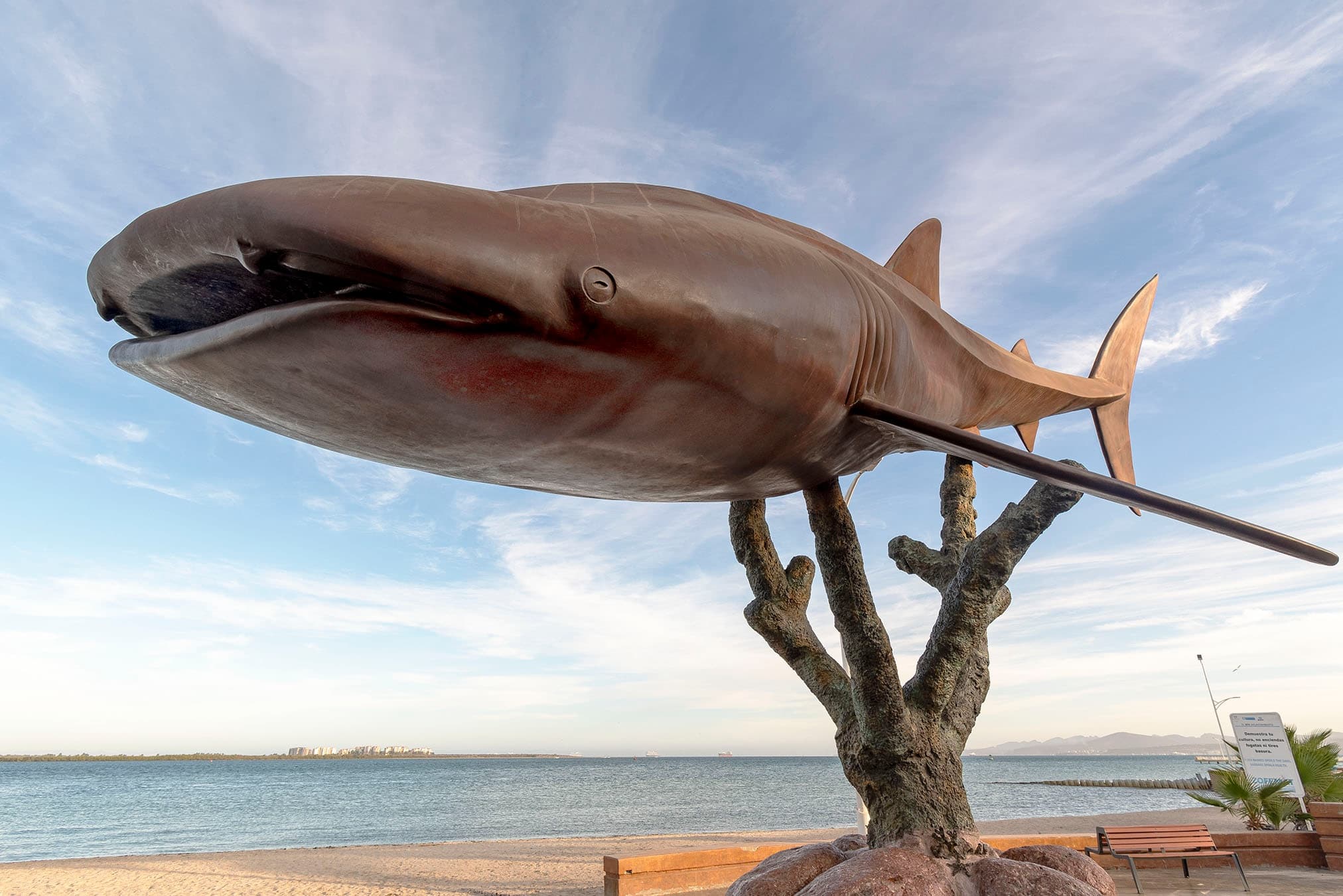 Whaleshark Experience in La Paz: Swim with the Giants of Baja California Sur