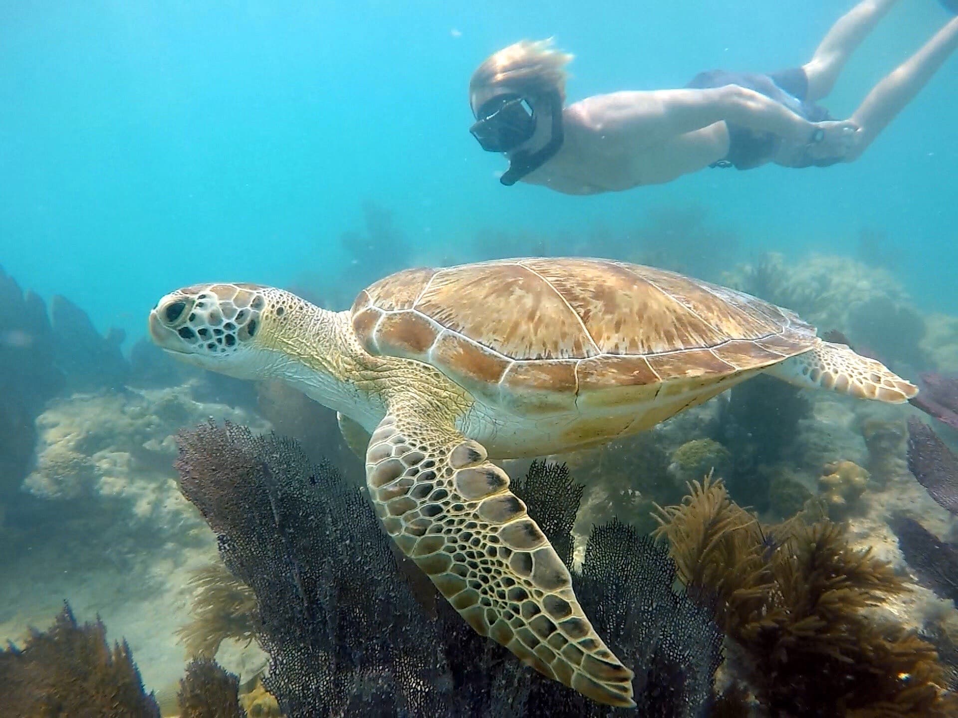 Guided Reef Snorkel + Sunset Sail