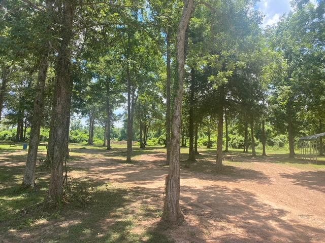 Wooded campground trail through tall trees with sun filtering overhead