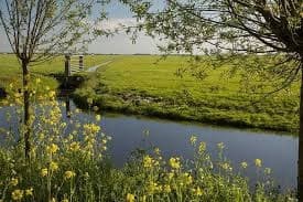 Dutch countryside meadow with calm canal and spring flowers