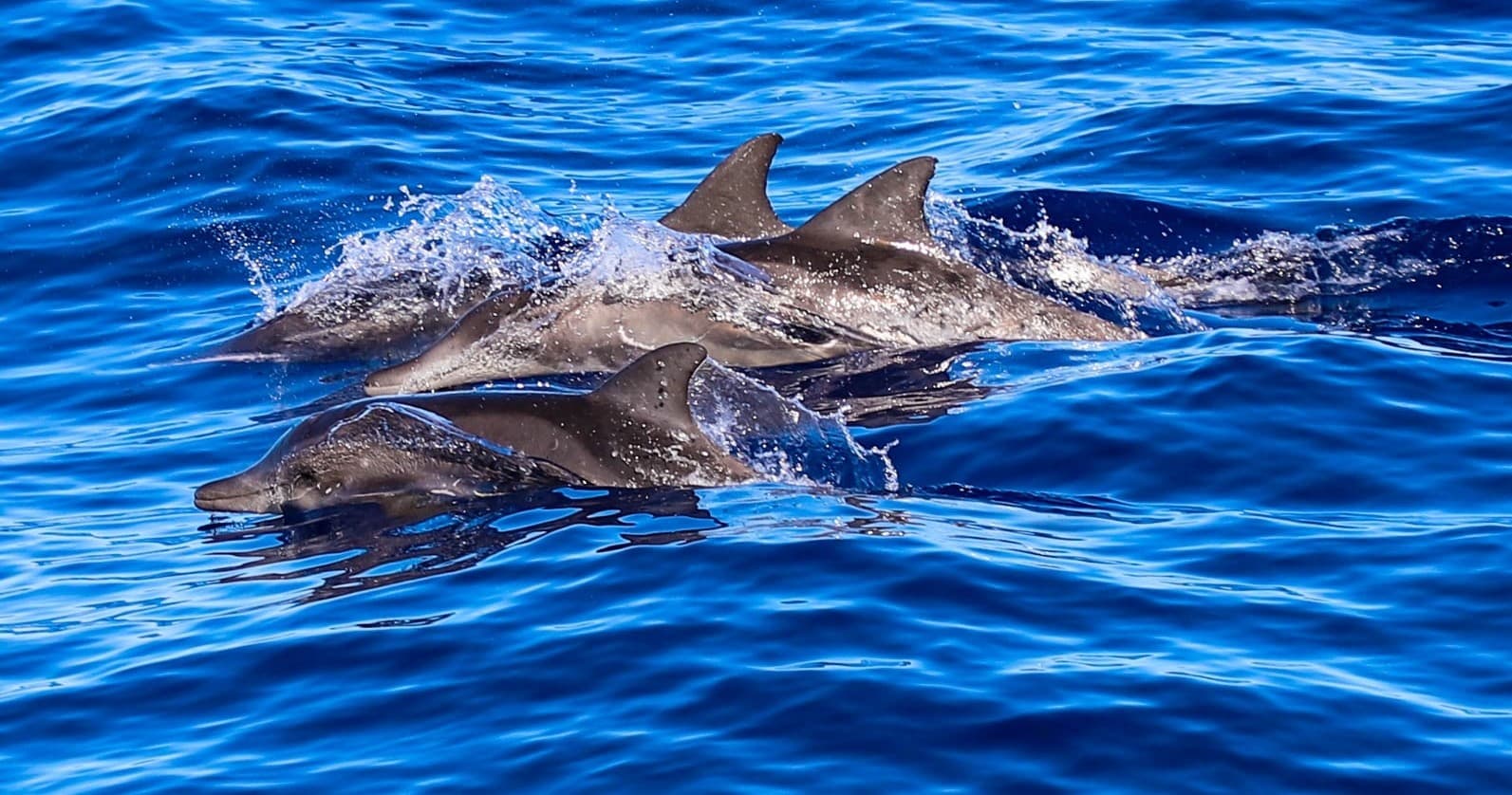 Kona Dolphin Snorkel & Wildlife Adventure