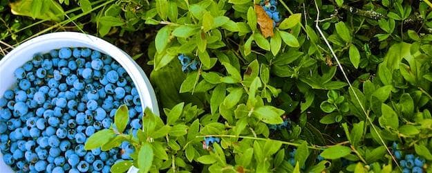 Handpicked wild blueberries in bush during berry foraging
