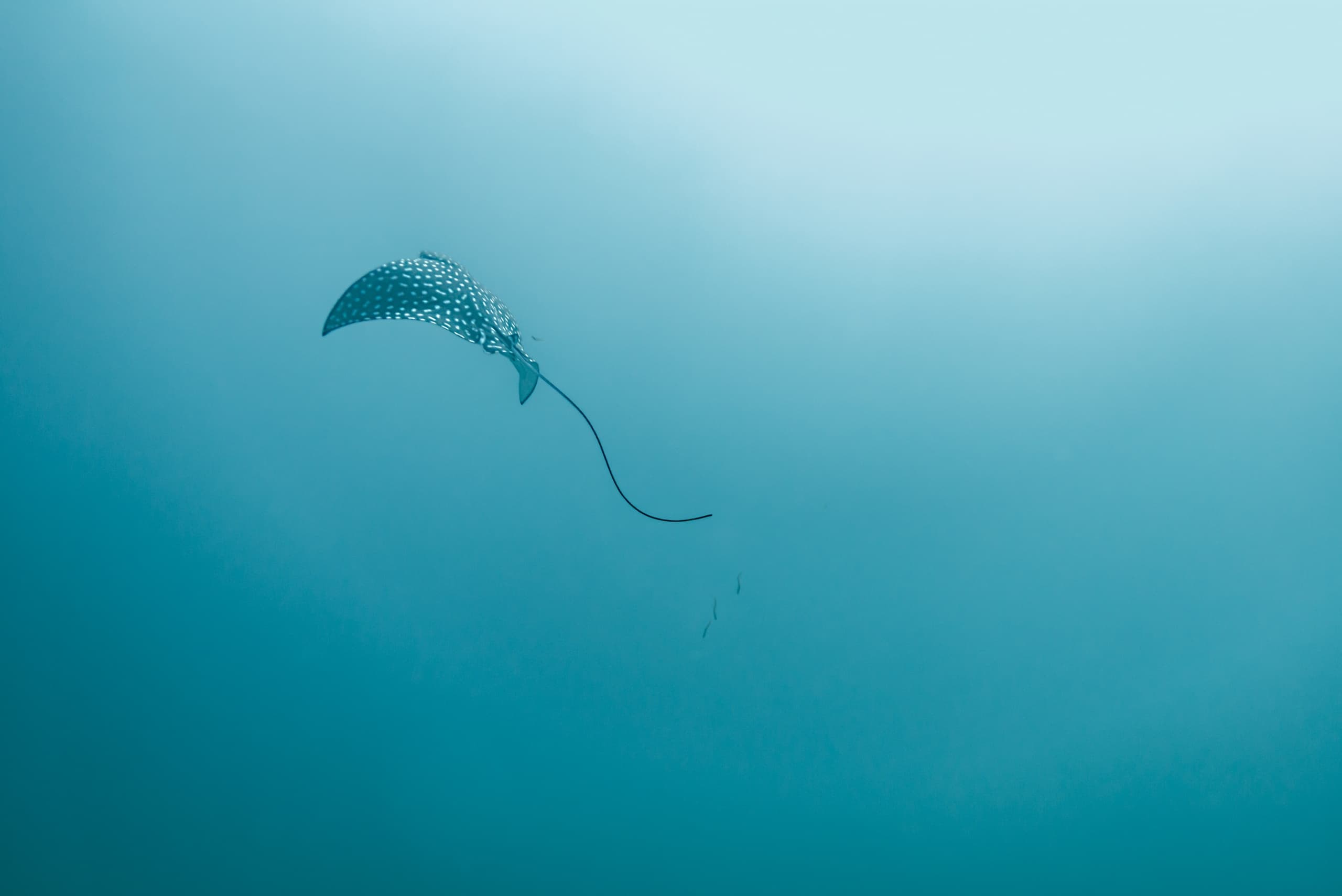 Dive the Corridor: Guided Cabo Corridor Reefs & Shore Dives from Cabo San Lucas photo 1