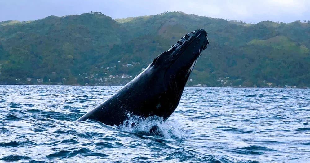 Up-Close Humpback Whale Watching in Samaná Bay: 3- or 7-Hour Catamaran Tours