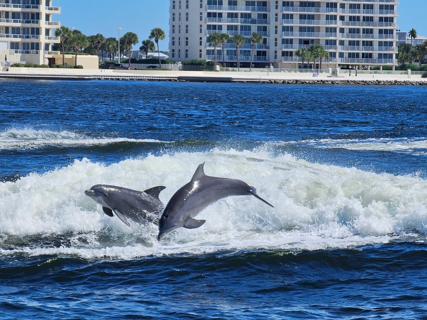 Daytime Dolphin Tour in Destin, Florida