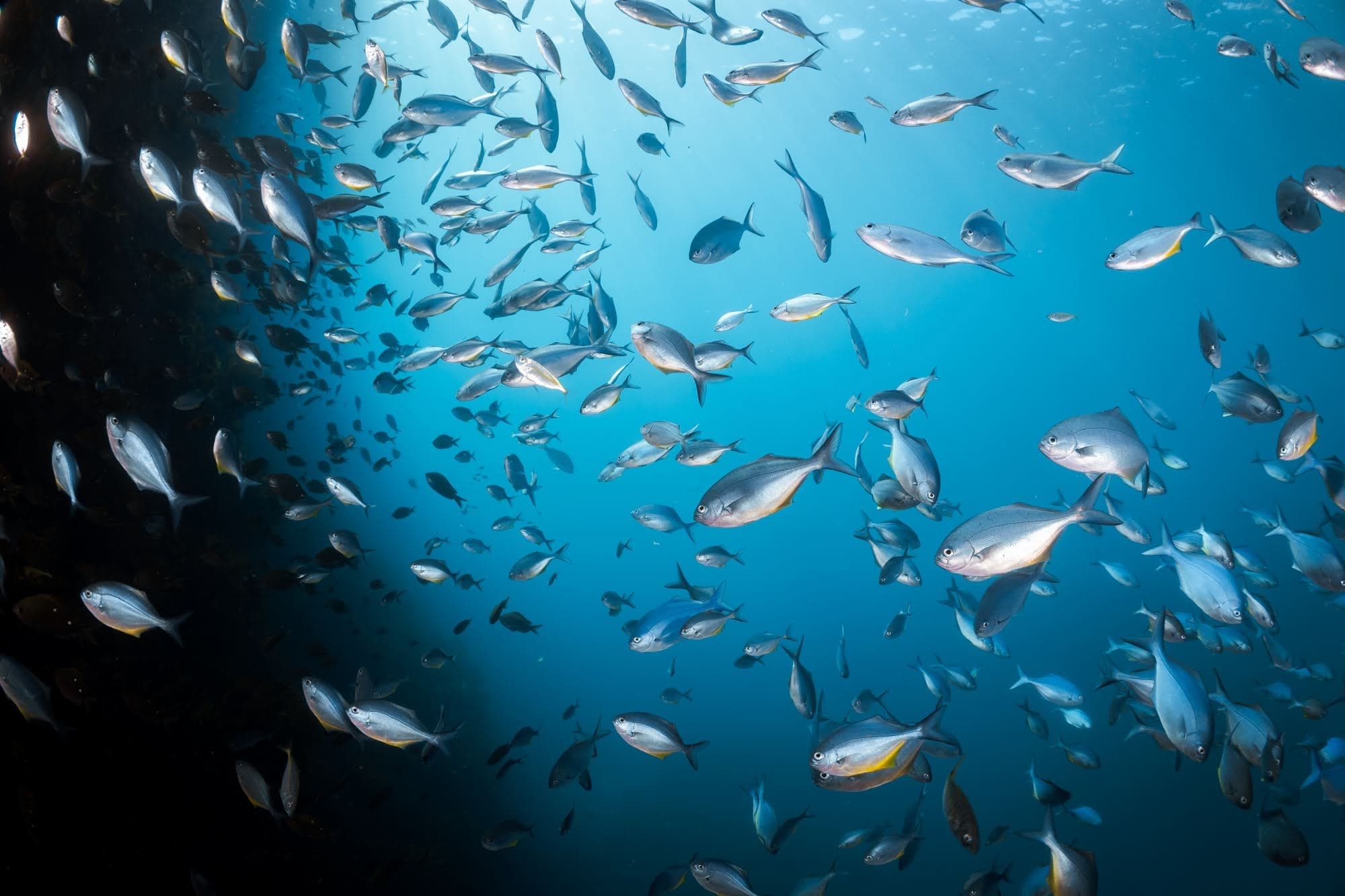 Poor Knights Islands Diving: Two Dives Through Volcanic Arches, Caves & Kelp Gardens photo 2