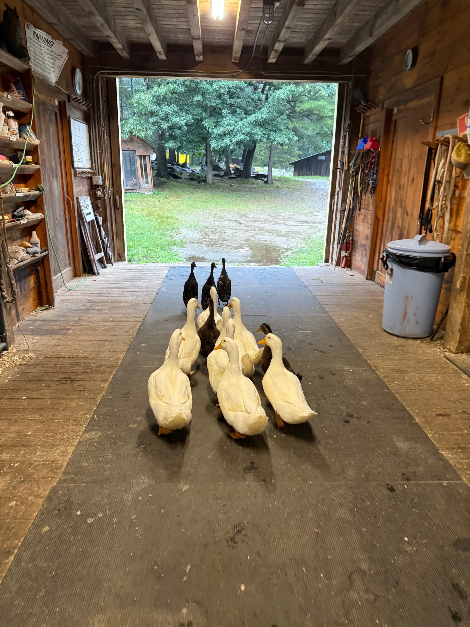Water Activities & Nature Journaling with Ducks at Goats To Go