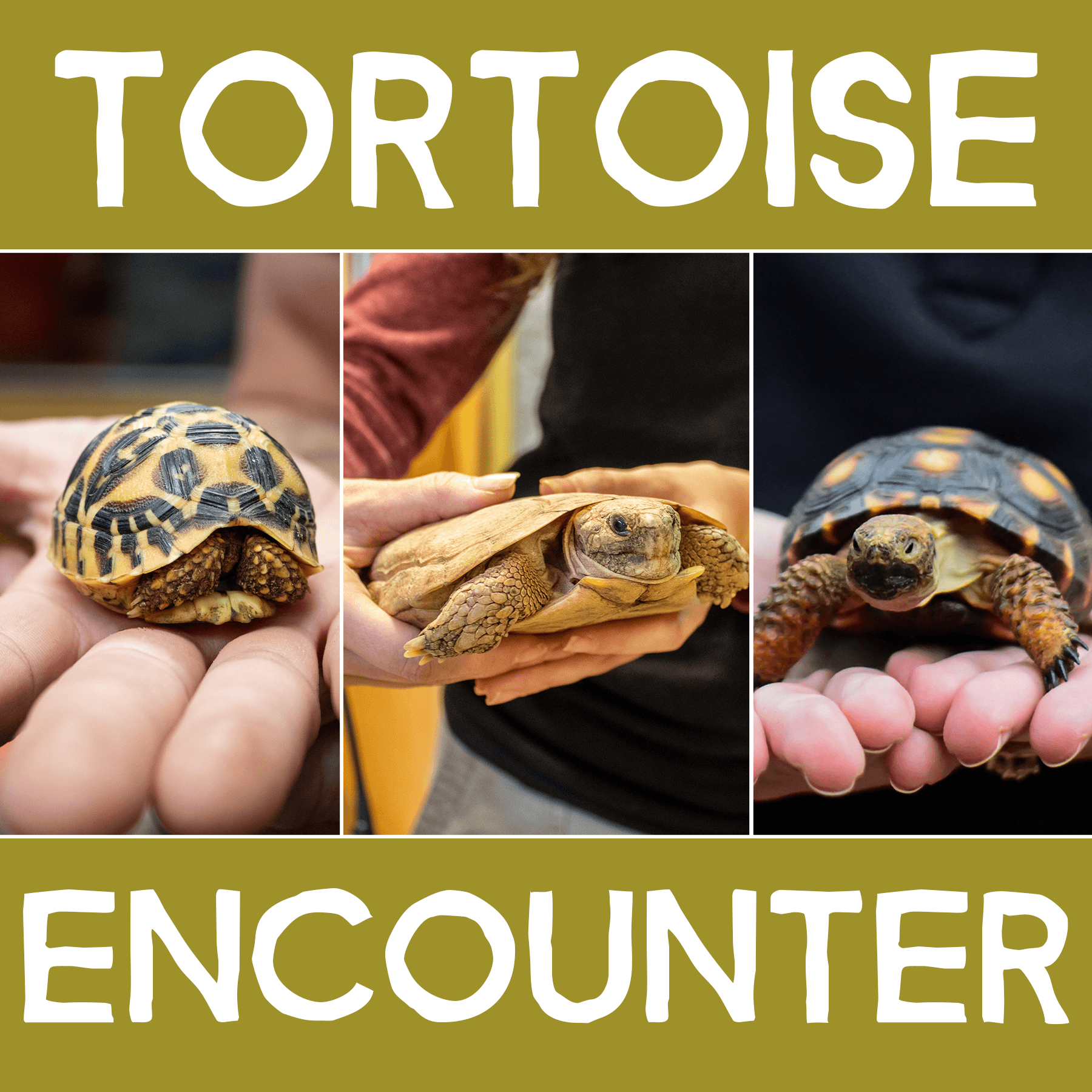 Tortoise Private Animal Encounter in New Braunfels, TX