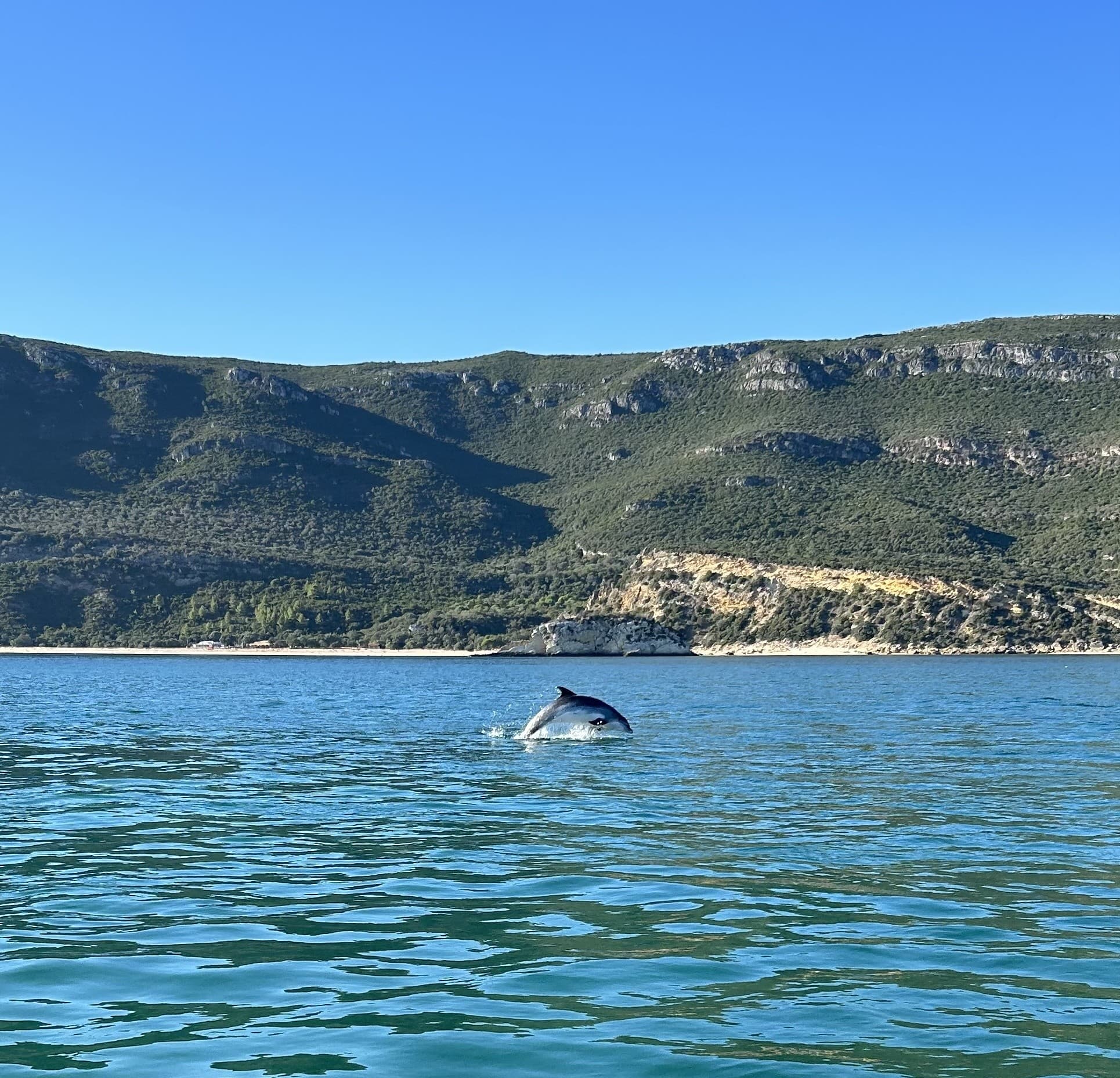 Dolphin Encounters in Arrábida: Sado Estuary Wildlife Cruise from Setúbal photo 1