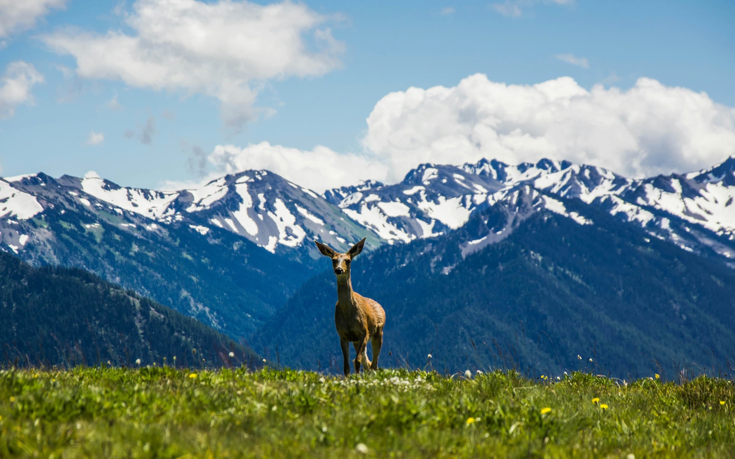 Two-Day Private Tour and Hike in Olympic National Park: Custom Naturalist-Led Adventures photo 1