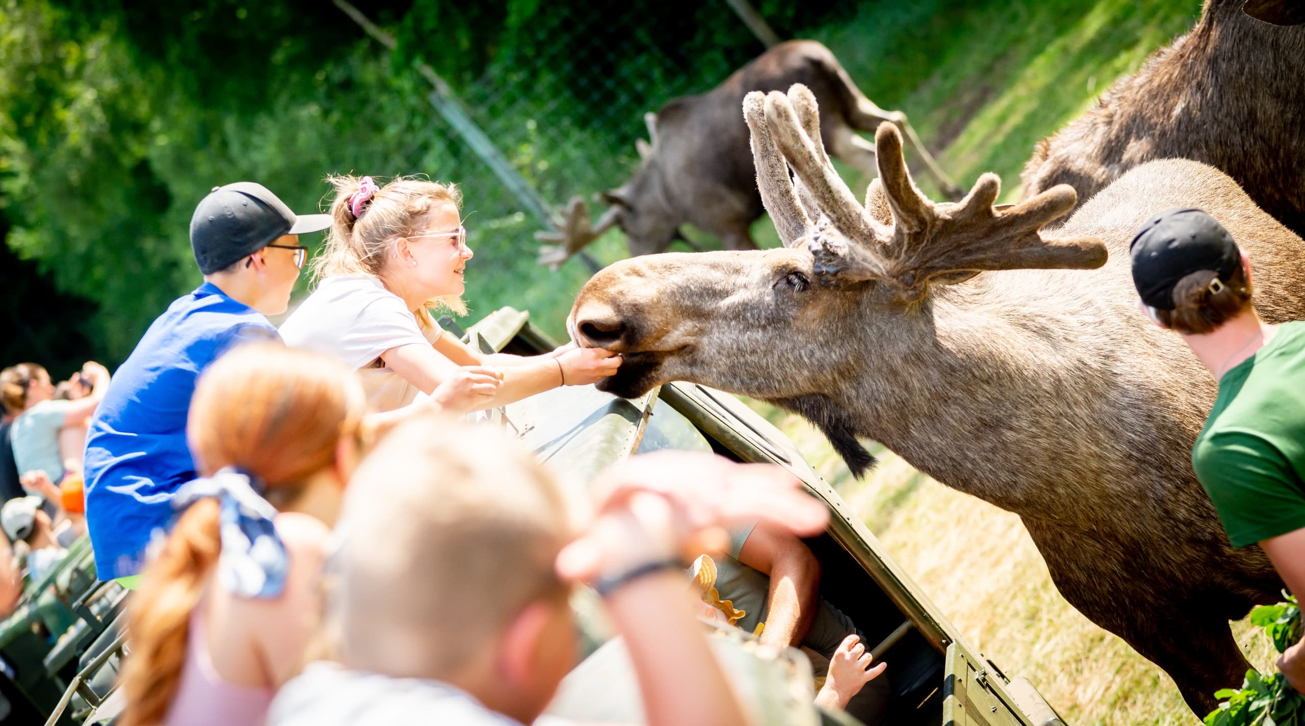 Älgsafari at Virum Älgpark: Up-Close Moose Encounter