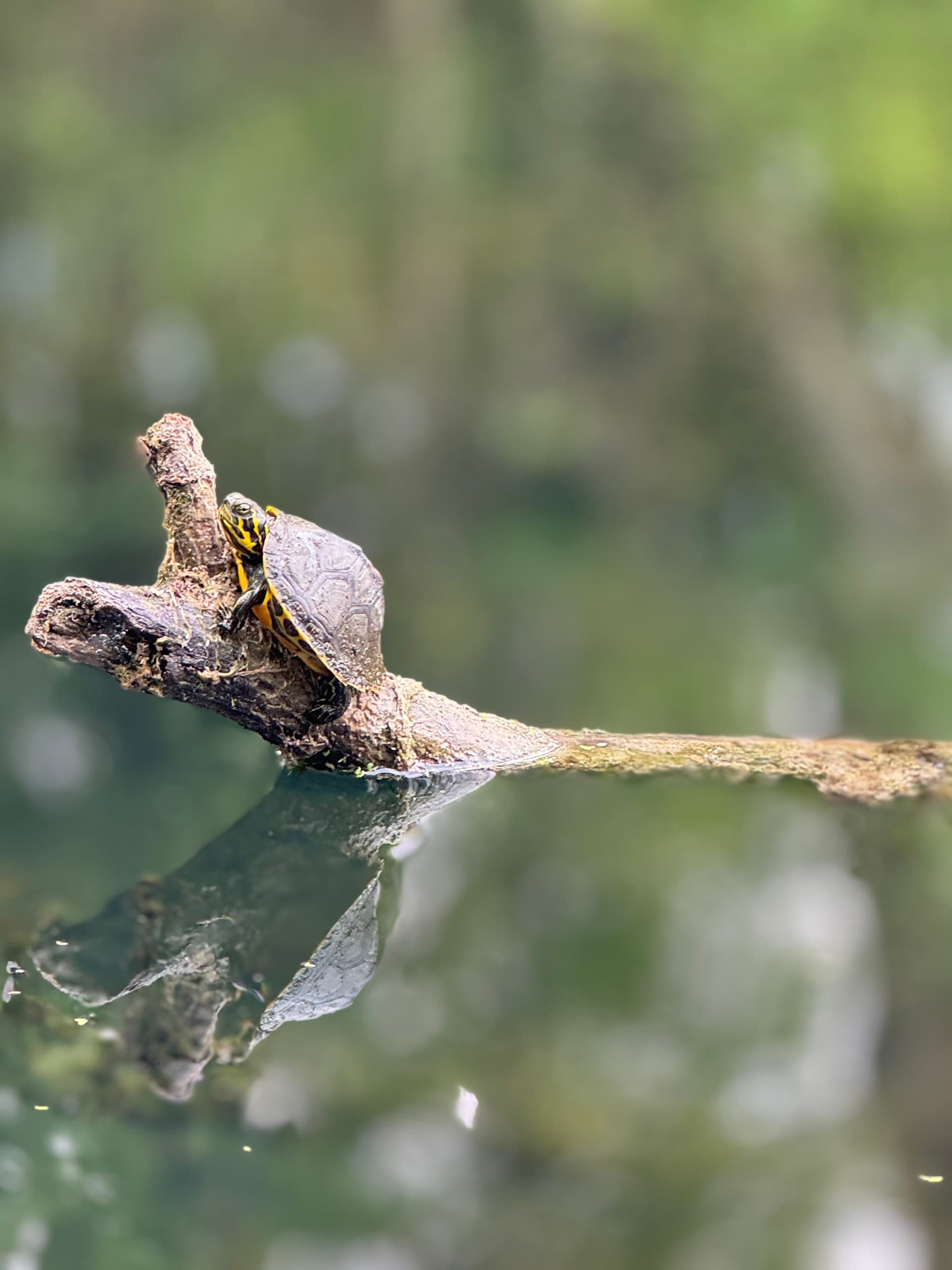 Private Guided Kayak Tour on Rainbow River — Dunnellon Florida Springs photo 1