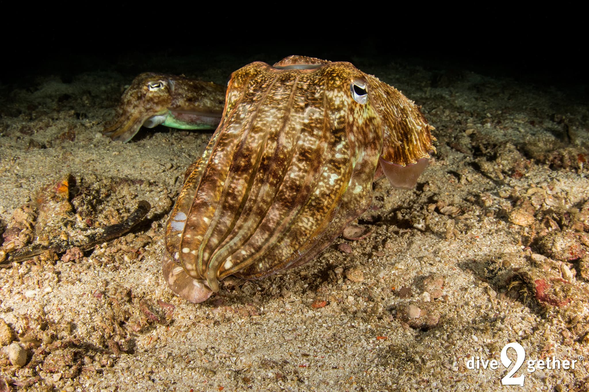 Night Dive in Crete: Torch-lit Bioluminescence and Nocturnal Marine Life photo 3