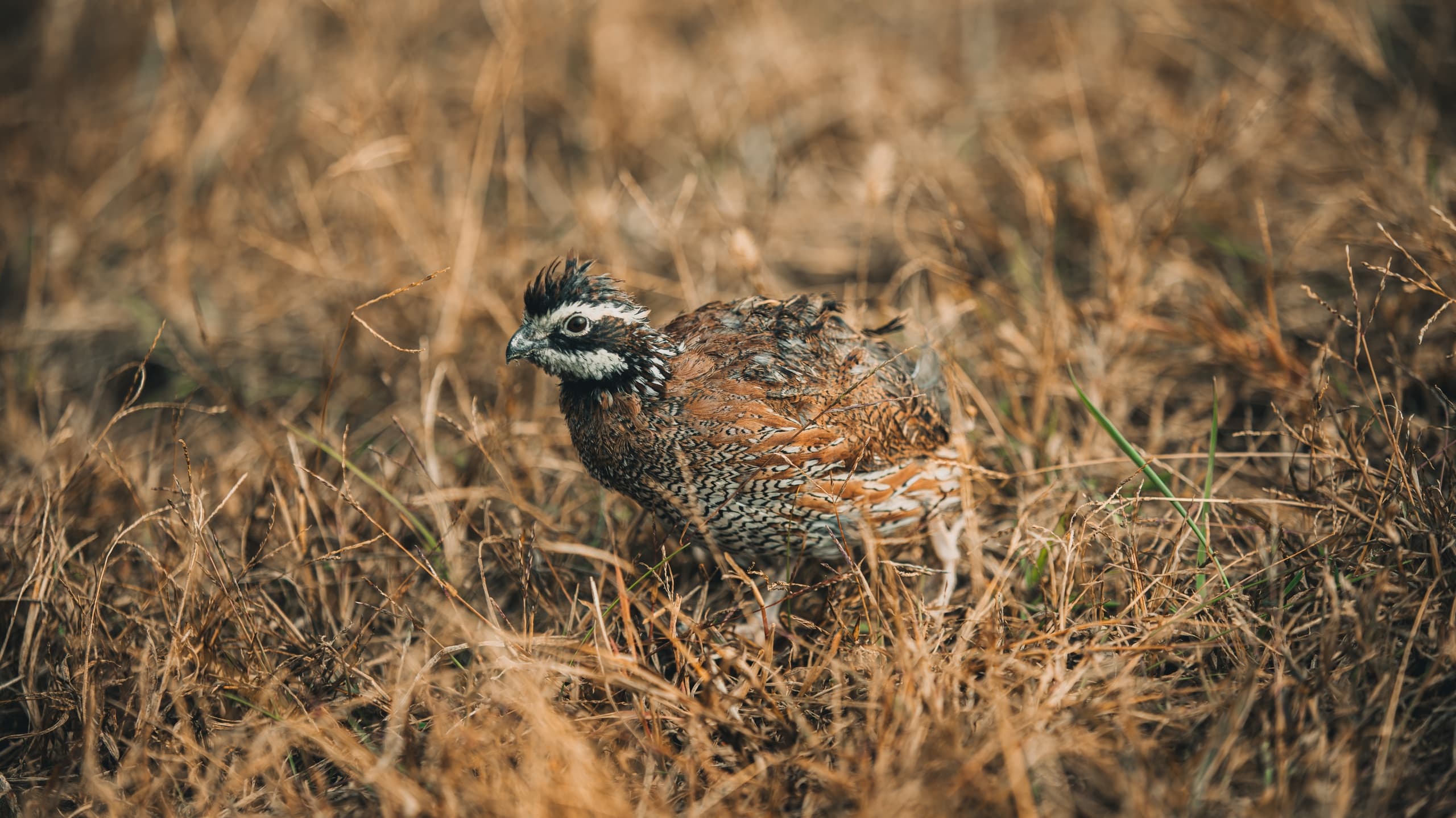 Jefferson City Quail Hunt: Trained Bird Dogs, Fast Flushes & Upland Skills