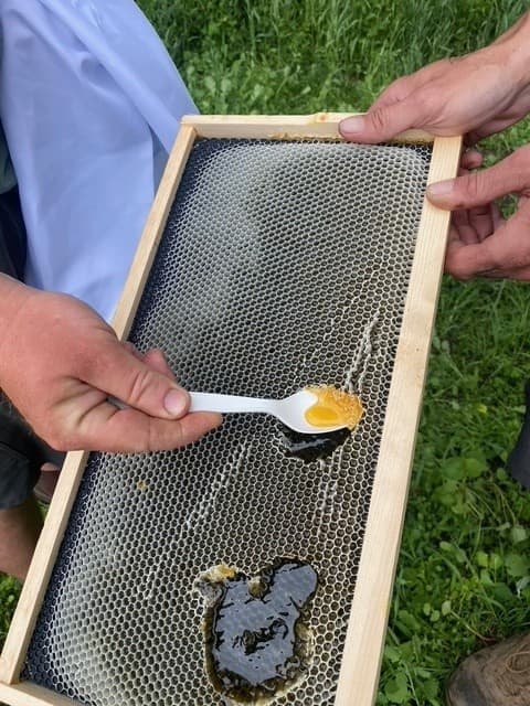 Inside the Hive: The Ultimate Honey Bee Encounter at Udderly Ridiculous Farm Life photo 3