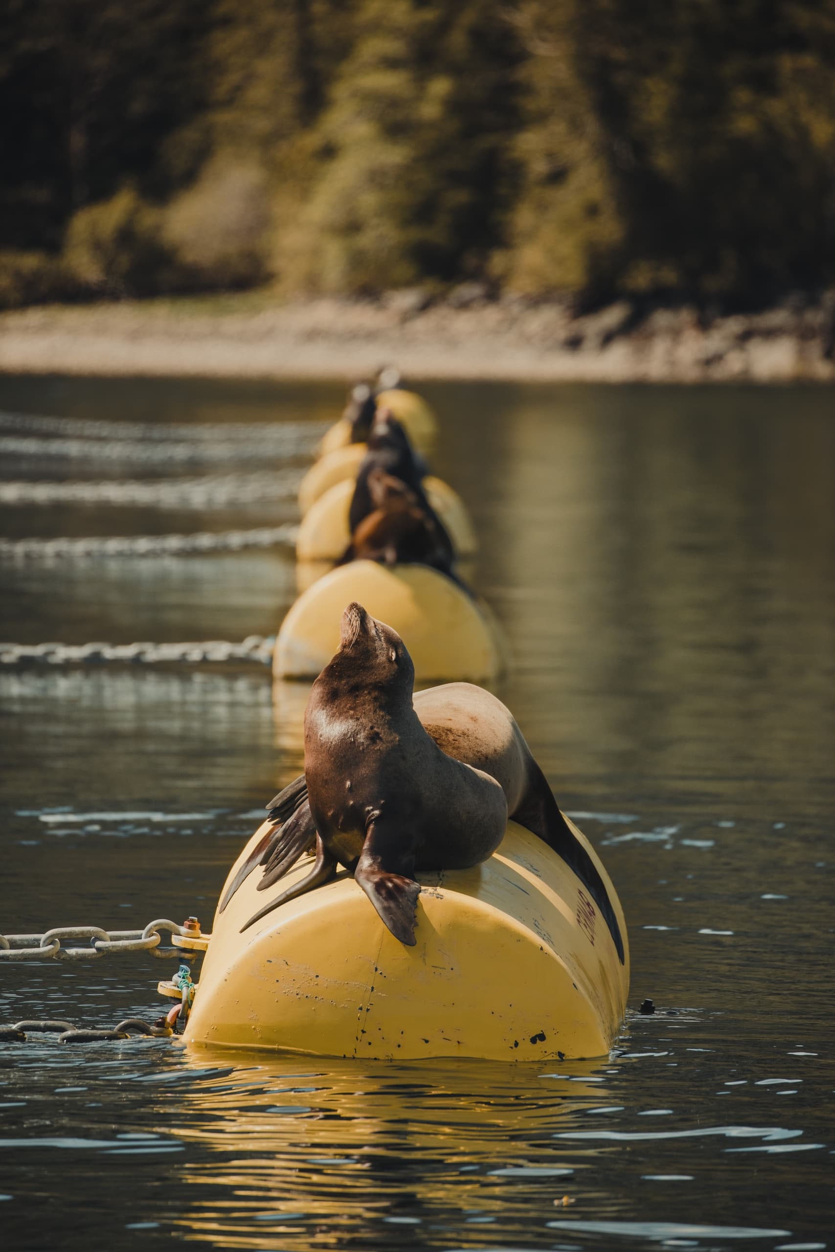 Tofino Whale Watching: Cabin Cruiser Tour in Clayoquot Sound photo 3