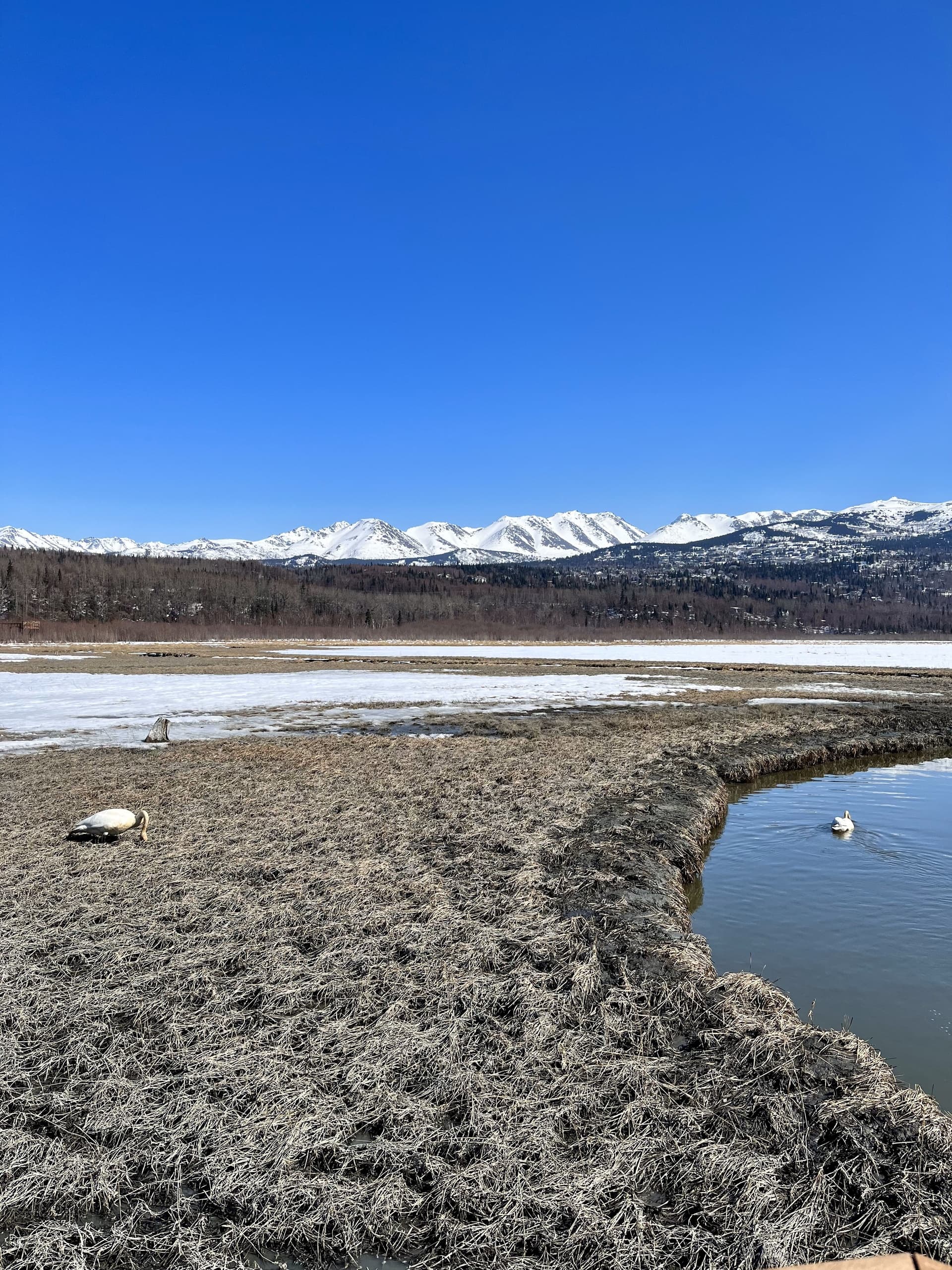 Tundra wetland with melting snow and distant mountain range