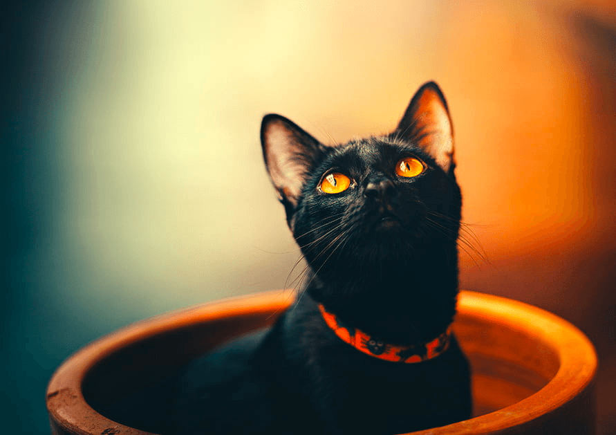 Le Cat Café team