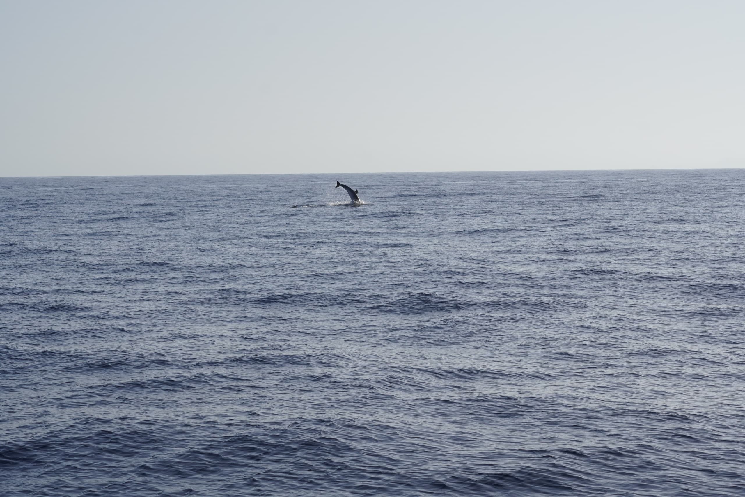 Gran Canaria Sunset Experience (Shared Group Experience) | Boat Tour in Pasito Blanco | Water Activities, Eco Tour, Dolphin, Whale Watch
