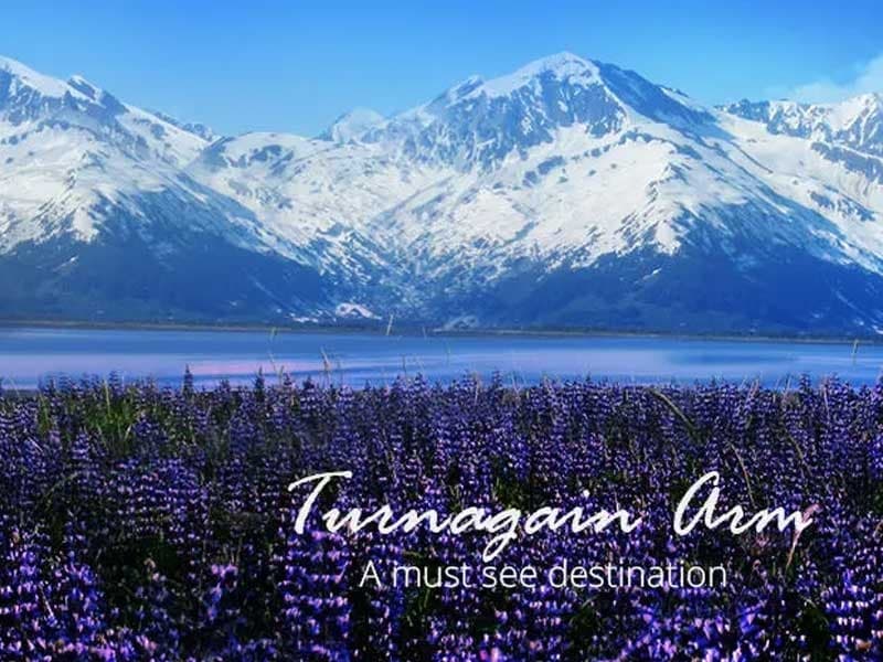 Alaska Wildlife & Turnagain Arm Tour by Alaska’s Finest Tours