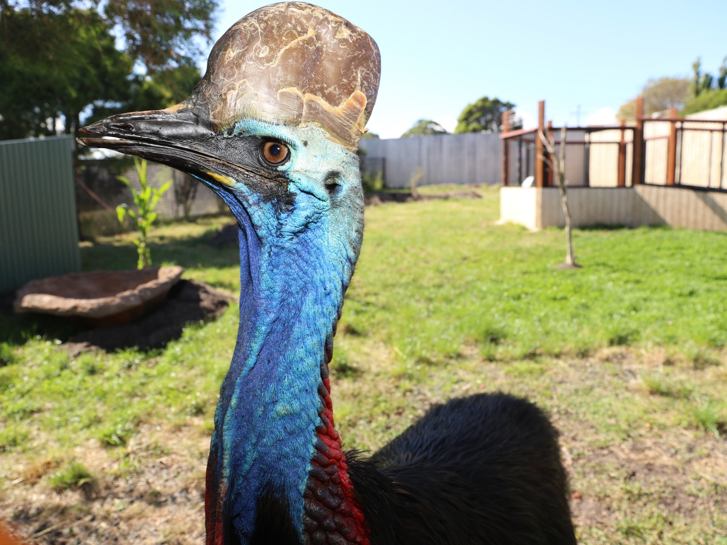 Wildlife & Nature: Cassowary Experience at Maru Koala and Animal Park