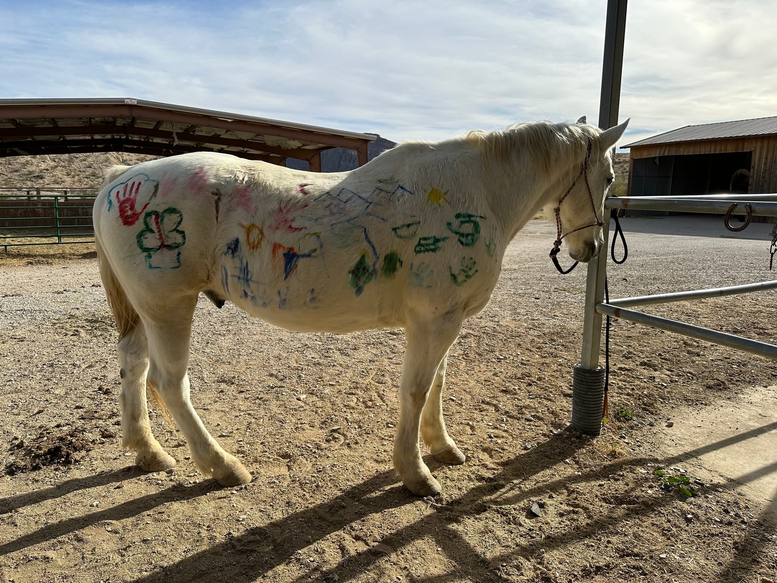 Horse Painting Experience in Lajitas, Texas