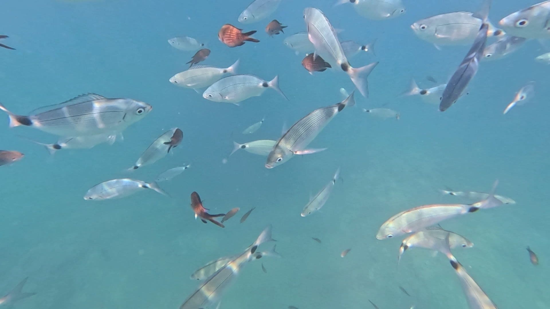 Can Picafort Small-Group Coastal Cruise — 3-Hour Snorkel & Swim