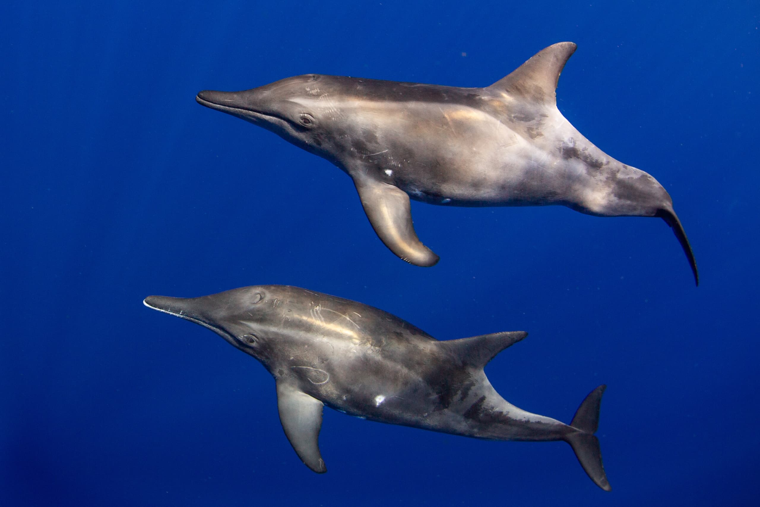 Wildlife & Ocean Adventure with See Through Sea at Honokōhau Harbor