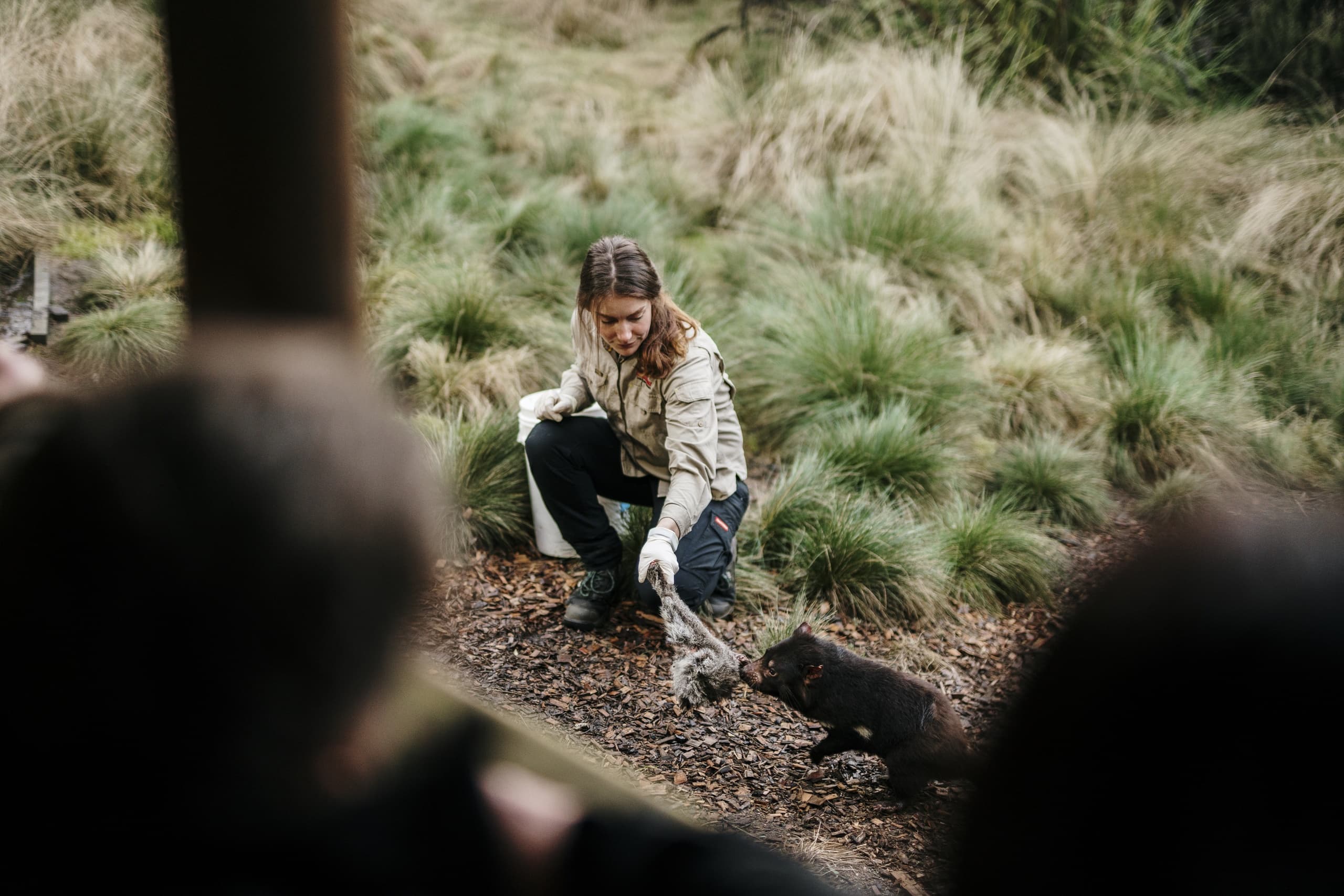 Tasmanian Devil Feeding Tours with Devils @ Cradle