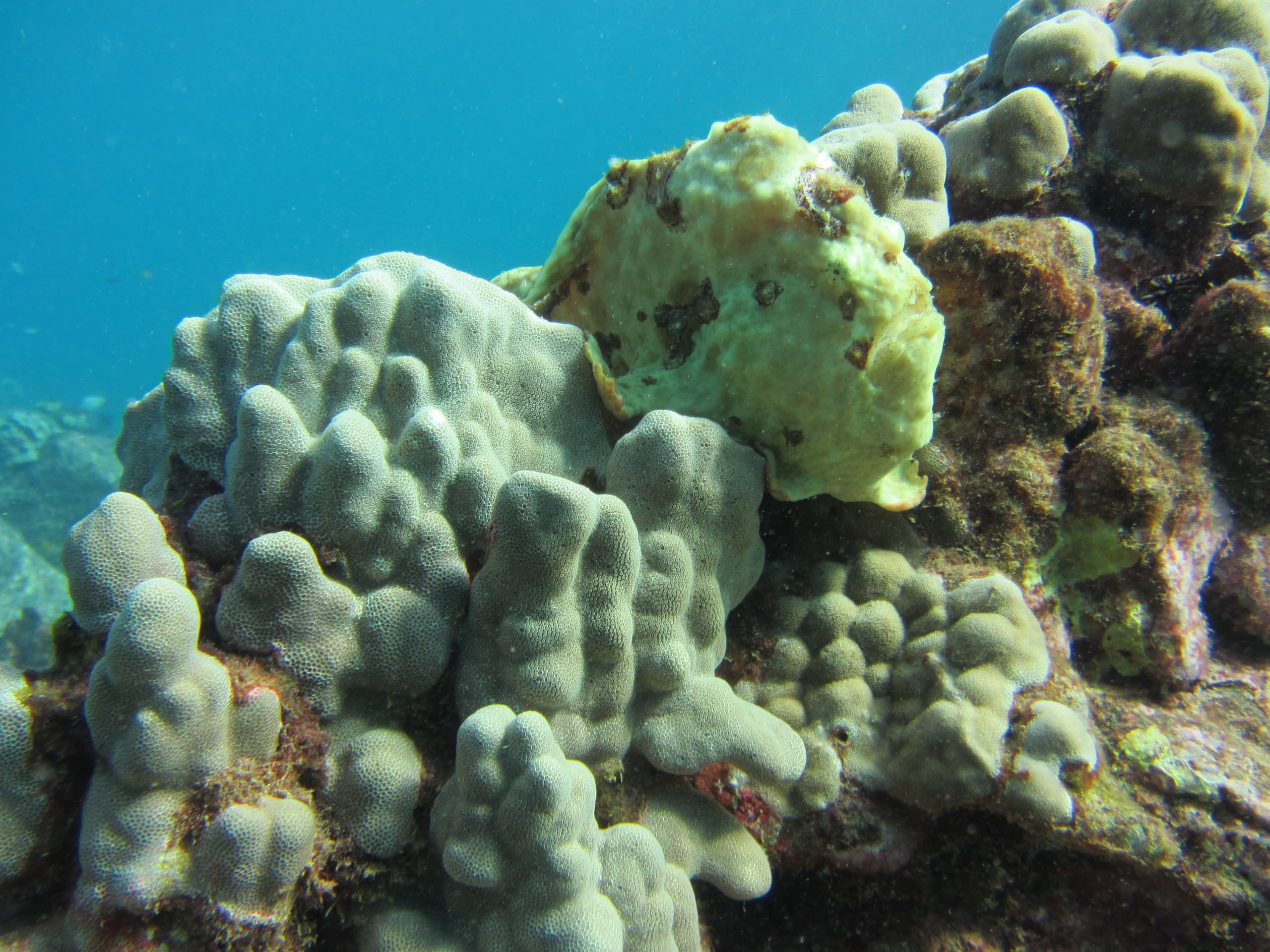 Healthy coral reef formation underwater showing marine life